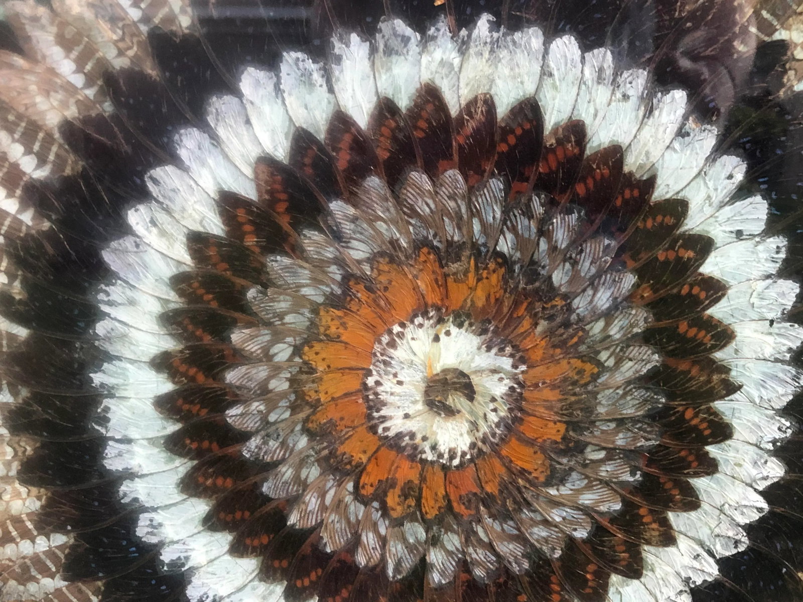 Vintage Butterfly Wing Kaleidoscope Art - 5
