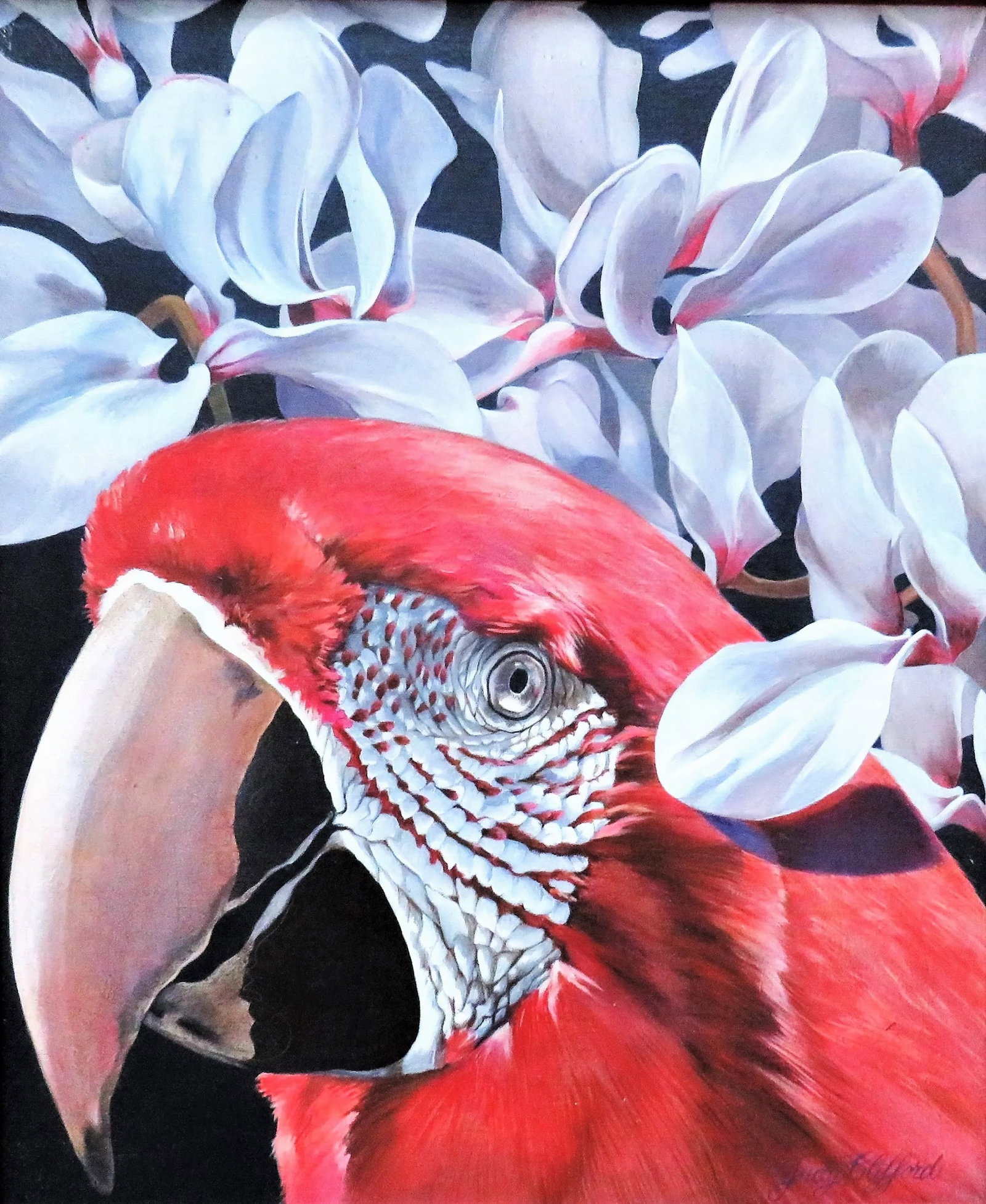 Oil Portrait Painting of a Parrot Macaw Bird American Listed Artist Palm Beach Signed Judy Clifford - 2