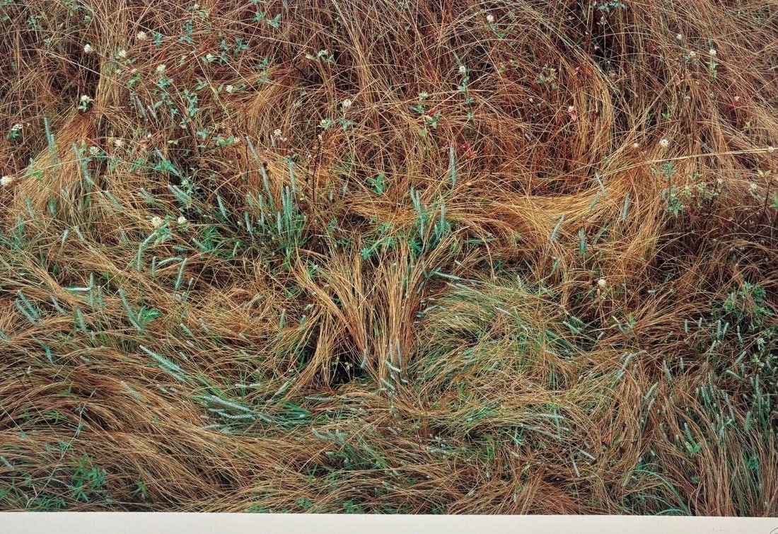 Original John Wawrzonek 'rye & Clover' Grass Cover Signed Artist Proof Photo - 2