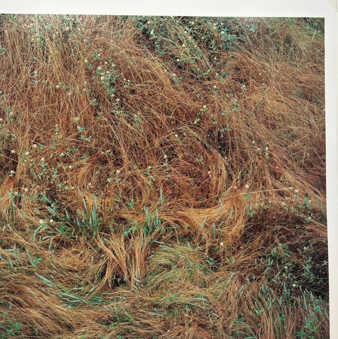 Original John Wawrzonek 'rye & Clover' Grass Cover Signed Artist Proof Photo - 4