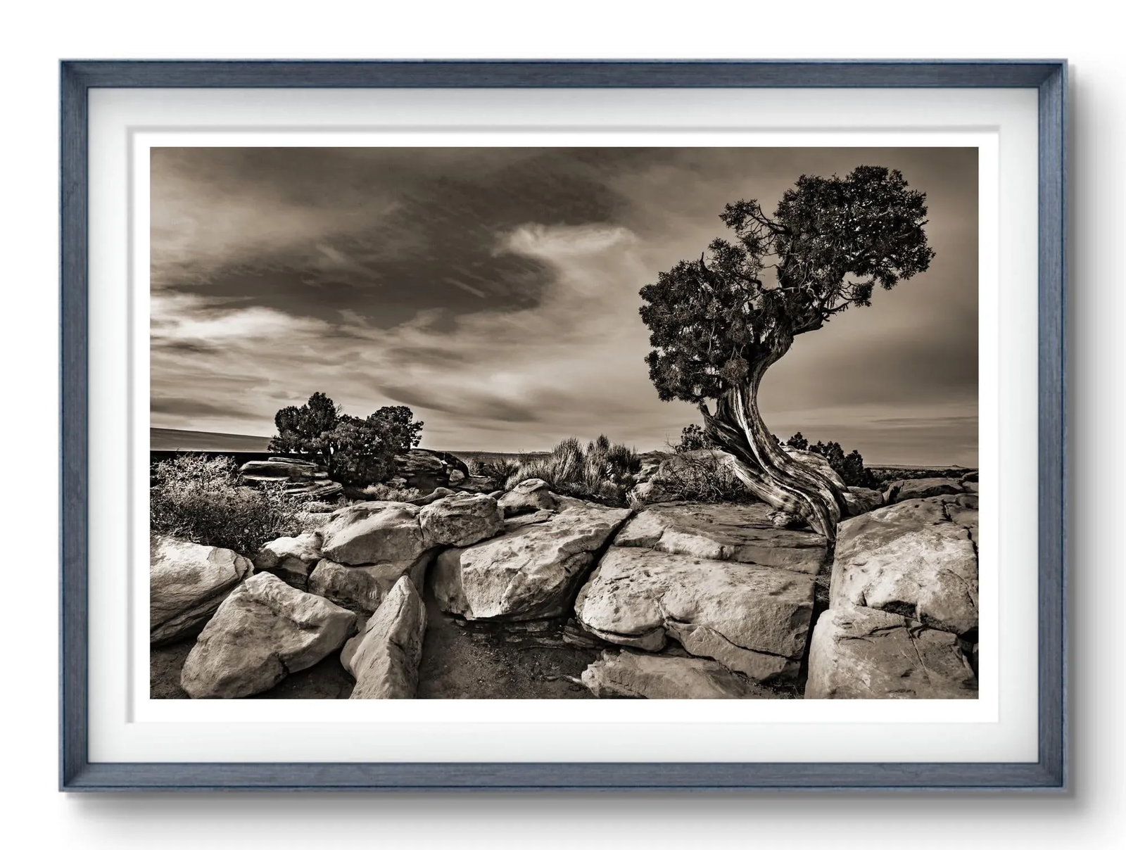 24" Signed, Limited Edition Photographic Print by Glenn Daidone / Desertscape / "Defiant Tree" - 2