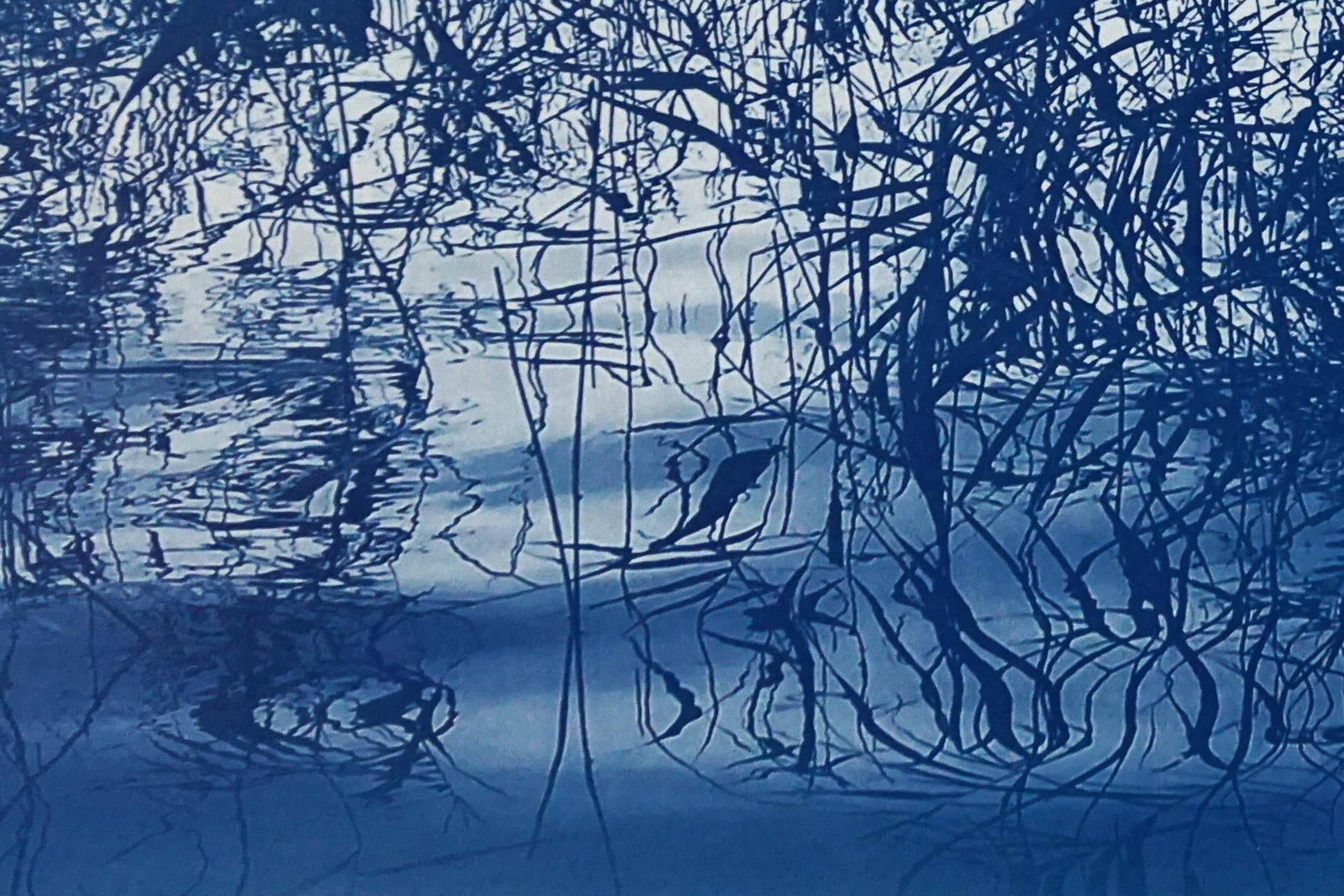 Contemporary Cyanotype on Watercolor Paper, "Mystic Louisiana Marsh" - 7