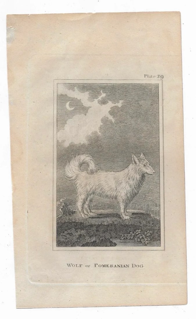 18th Century Wolf or Pomeranian Dog Antique Engraving - 2