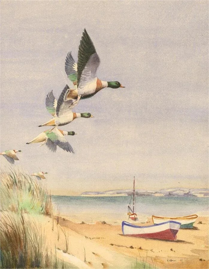 1970s Original Watercolor Painting of Flying Ducks - 2