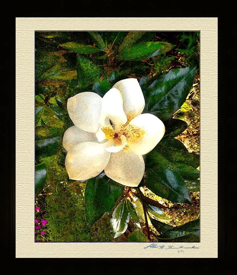 The Smiling Magnolia - 3