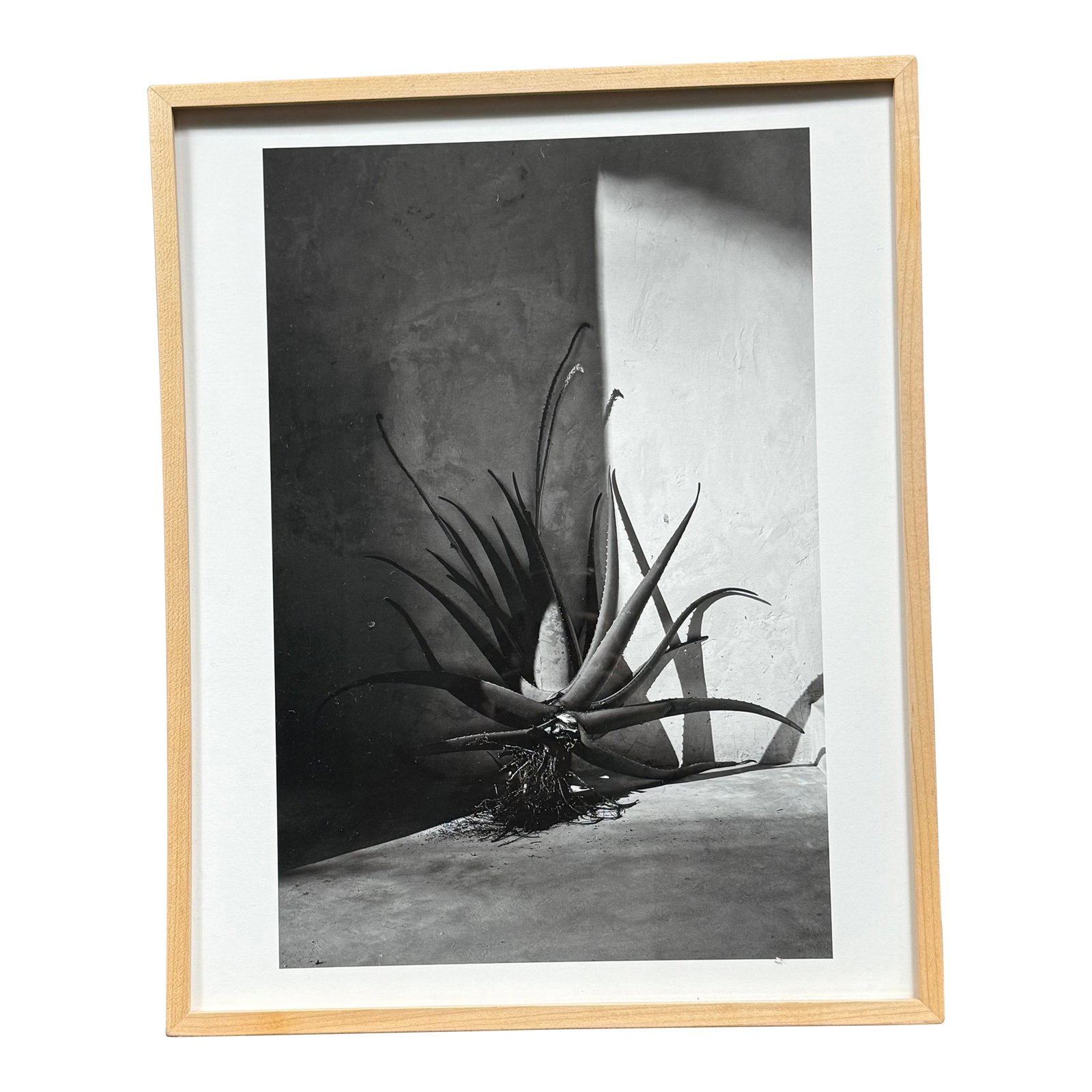 Framed Black and White Photograph of an Agave Plant: Beautiful white oak framed black and white photograph of an agave (maguey) plant. Author unknown. No markings or signatures. Condition: Alterations: Original Condition Unaltered Imperfections: Some Im