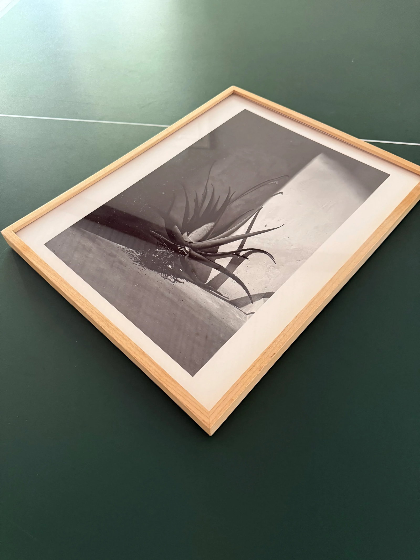Framed Black and White Photograph of an Agave Plant - 2