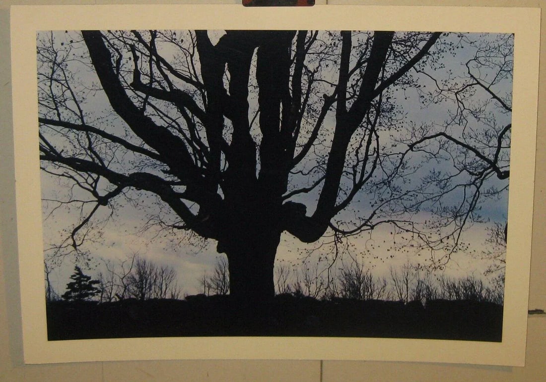 1962 Sugar Maple Photo by Daniel Farber - 2