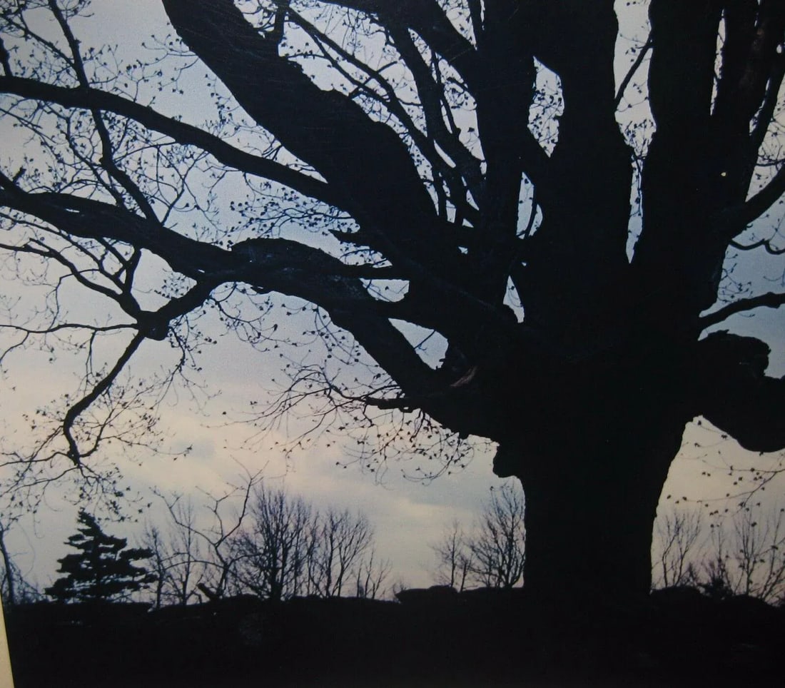 1962 Sugar Maple Photo by Daniel Farber - 4