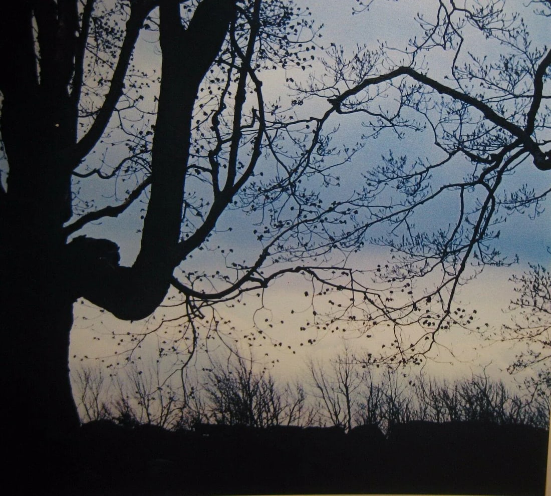 1962 Sugar Maple Photo by Daniel Farber - 5