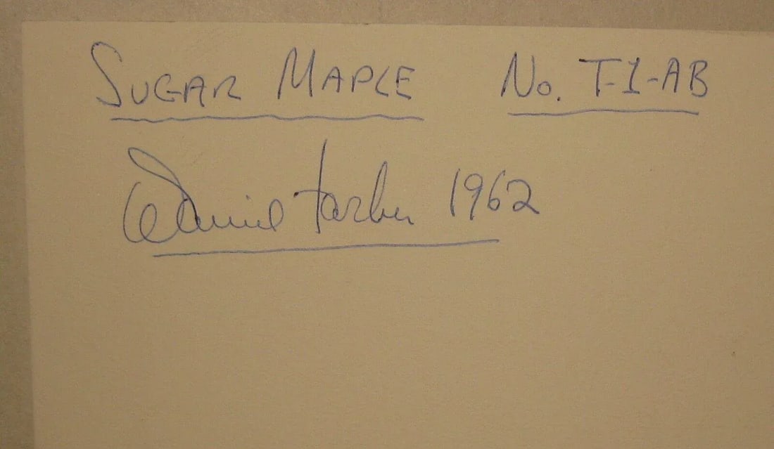 1962 Sugar Maple Photo by Daniel Farber - 7