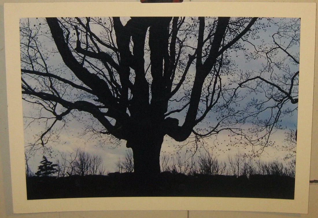 1962 Sugar Maple Photo by Daniel Farber - 9