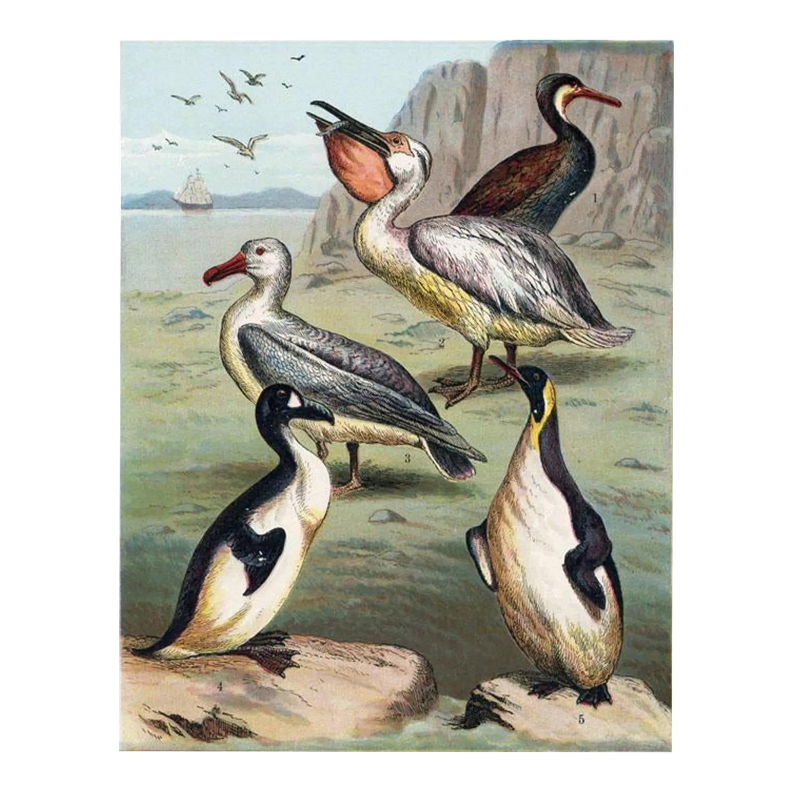1886, Shorebirds Print Including the Pelican, Original Antique Bird Lithograph: Original lithograph from a late-1800s series showing North American animals in their natural habitat . The Shorebirds shown on this print include the Pelican, Penguin, Cormorant and Albatross. The
