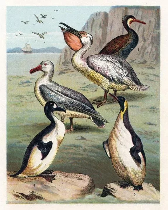 1886, Shorebirds Print Including the Pelican, Original Antique Bird Lithograph - 3