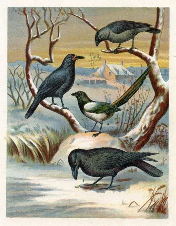1886, Raven Print, Original Antique Bird Lithograph - 3
