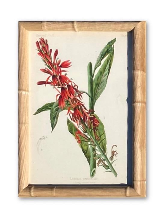 Framed Antique Chromolithographs Set of 7 From "Wild Flowers of America", Series II Volume Ii, L. Pr - 10