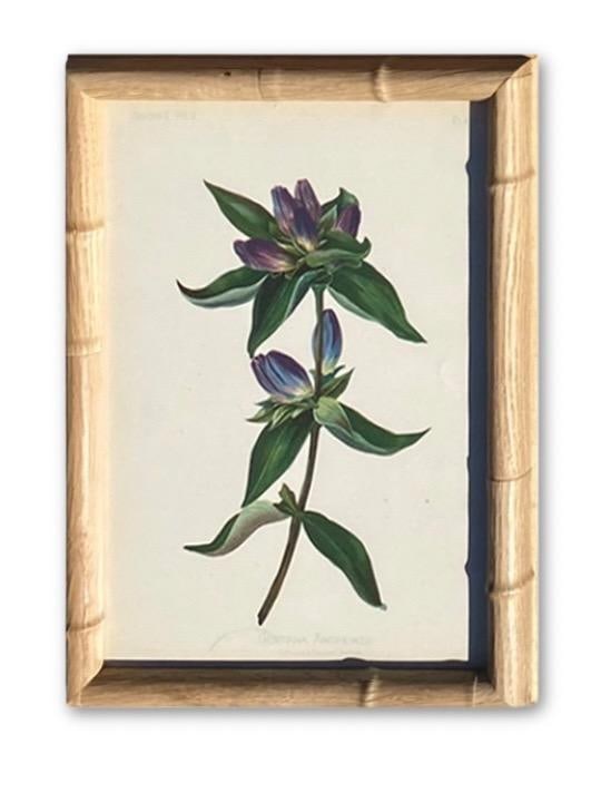 Framed Antique Chromolithographs Set of 7 From "Wild Flowers of America", Series II Volume Ii, L. Pr - 11