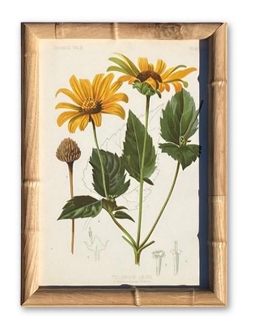 Framed Antique Chromolithographs Set of 7 From "Wild Flowers of America", Series II Volume Ii, L. Pr - 12