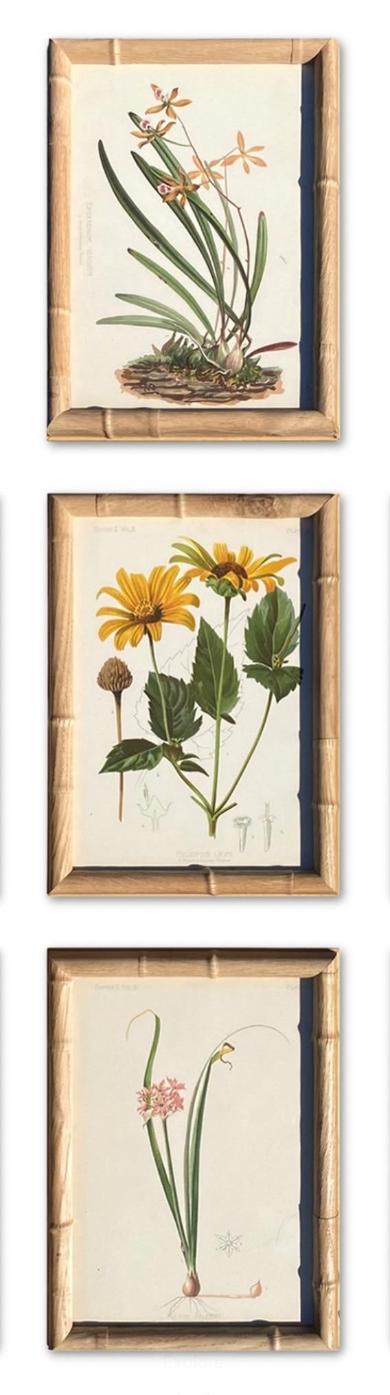 Framed Antique Chromolithographs Set of 7 From "Wild Flowers of America", Series II Volume Ii, L. Pr - 13