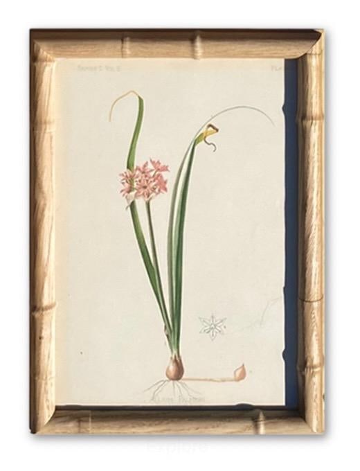 Framed Antique Chromolithographs Set of 7 From "Wild Flowers of America", Series II Volume Ii, L. Pr - 14