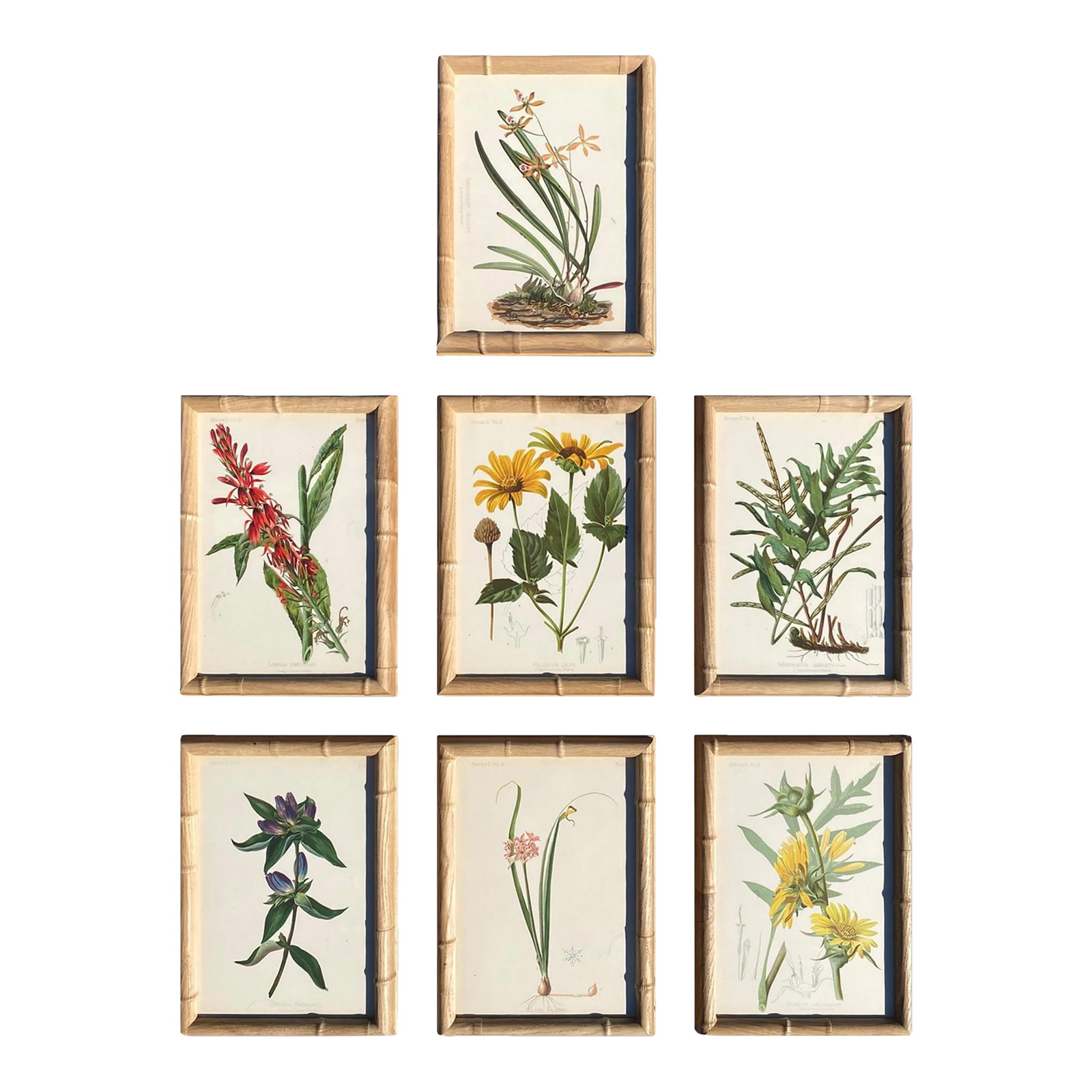 Framed Antique Chromolithographs Set of 7 From "Wild Flowers of America", Series II Volume Ii, L. Pr: By the late 1870s Louis Prang's Boston studio was the envy of the printing world "” producing color plates so refined that European publishers studied his methods. "The Wild Flowers of America"