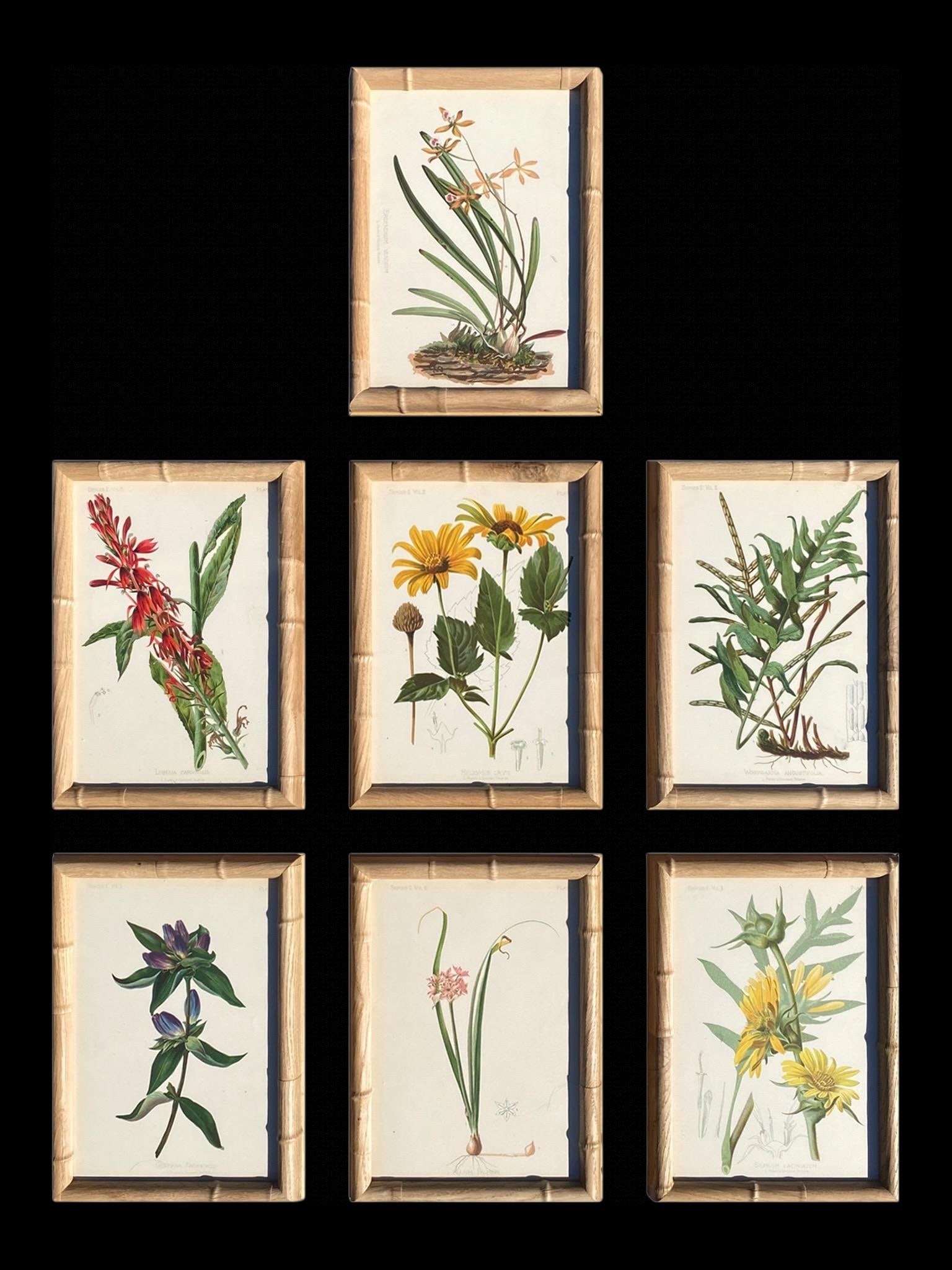 Framed Antique Chromolithographs Set of 7 From "Wild Flowers of America", Series II Volume Ii, L. Pr - 2