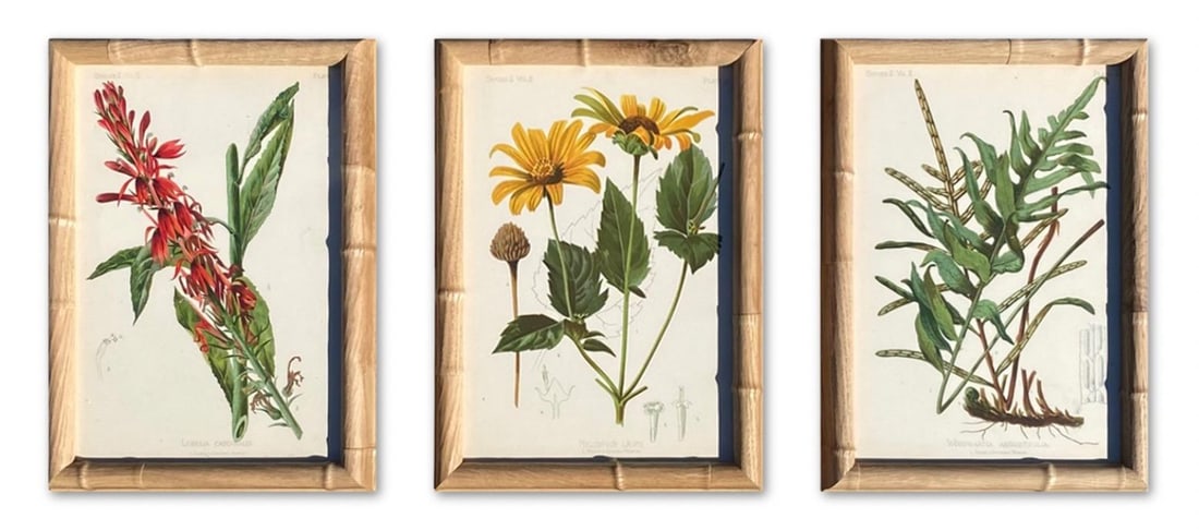 Framed Antique Chromolithographs Set of 7 From "Wild Flowers of America", Series II Volume Ii, L. Pr - 5