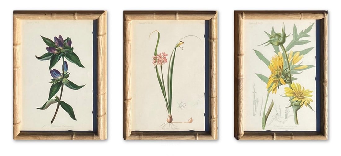 Framed Antique Chromolithographs Set of 7 From "Wild Flowers of America", Series II Volume Ii, L. Pr - 6