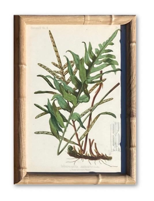 Framed Antique Chromolithographs Set of 7 From "Wild Flowers of America", Series II Volume Ii, L. Pr - 7