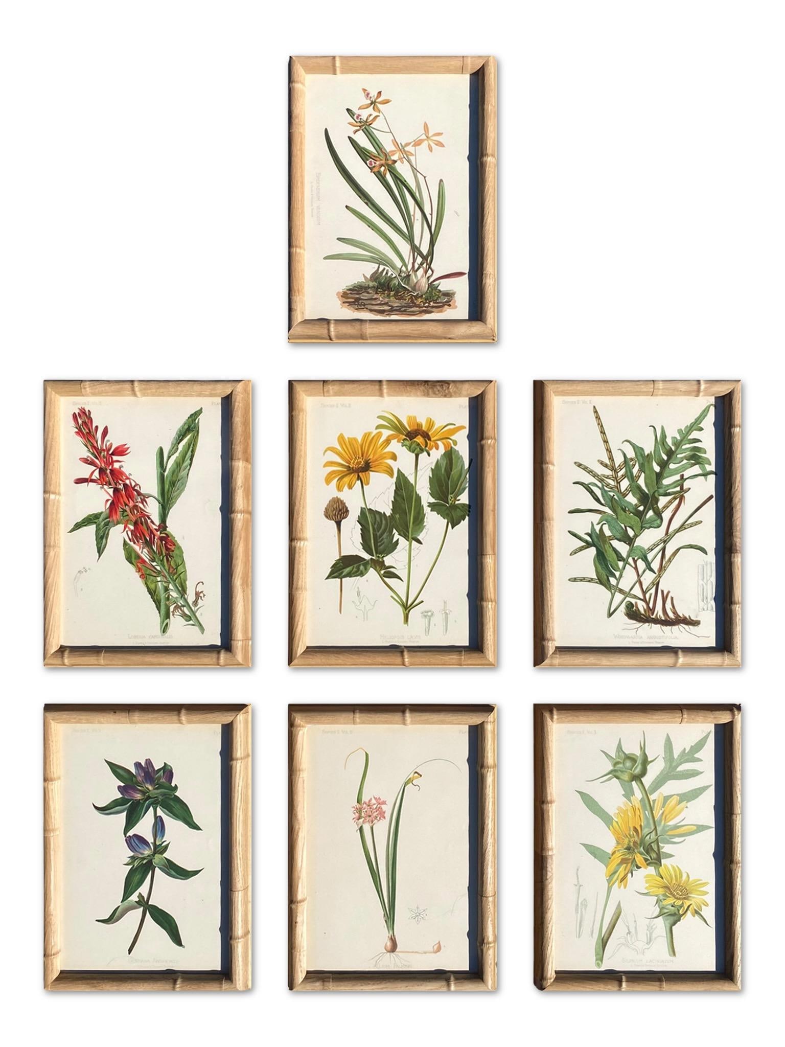 Framed Antique Chromolithographs Set of 7 From "Wild Flowers of America", Series II Volume Ii, L. Pr - 8
