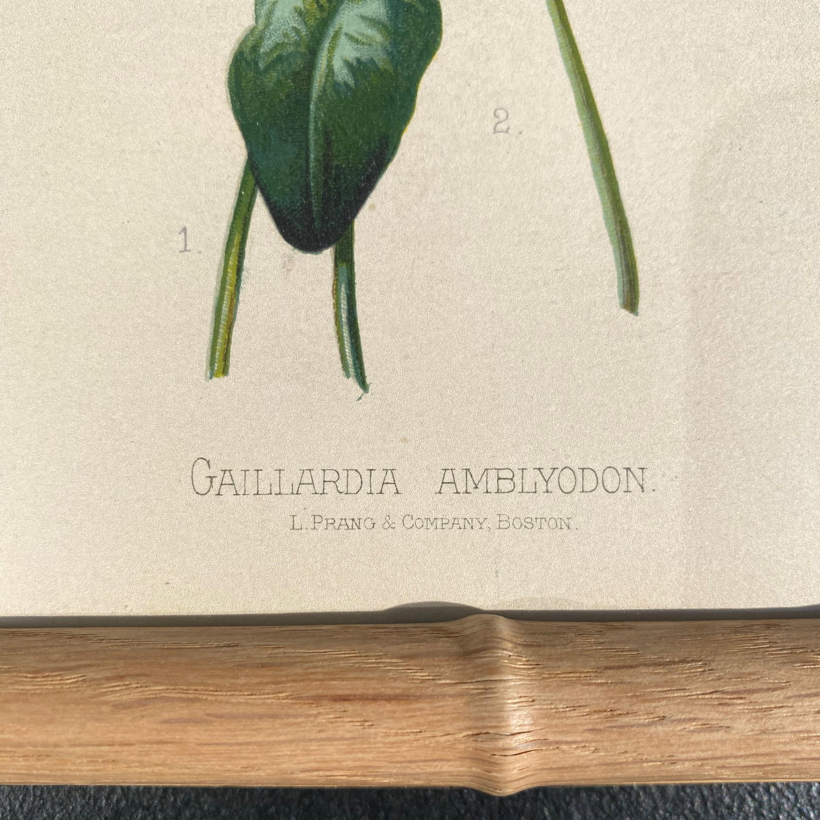Framed Antique Chromolithographs Set of 7 From "Wild Flowers of America", Series II Volume Ii, L. Pr - 9
