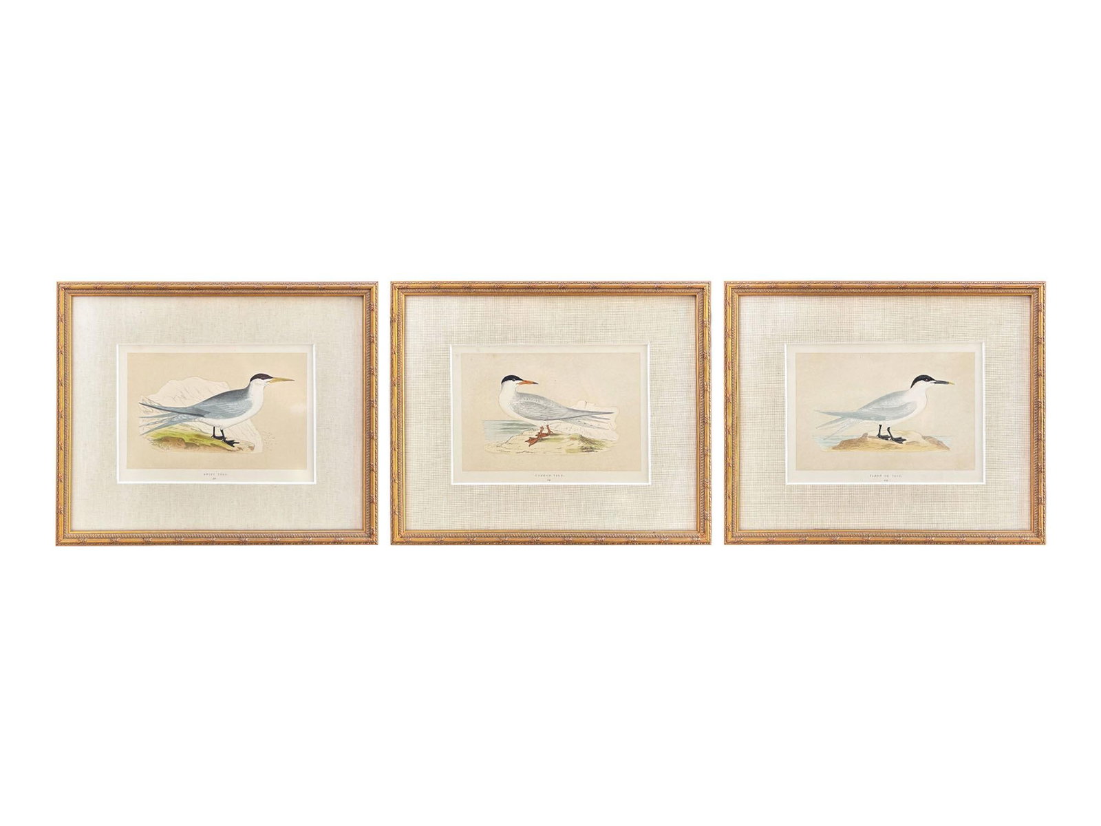 Antique Lydon Morris Hand Colored Seabird Ornithological Prints Framed Set of 3 Circa 1880 - 2