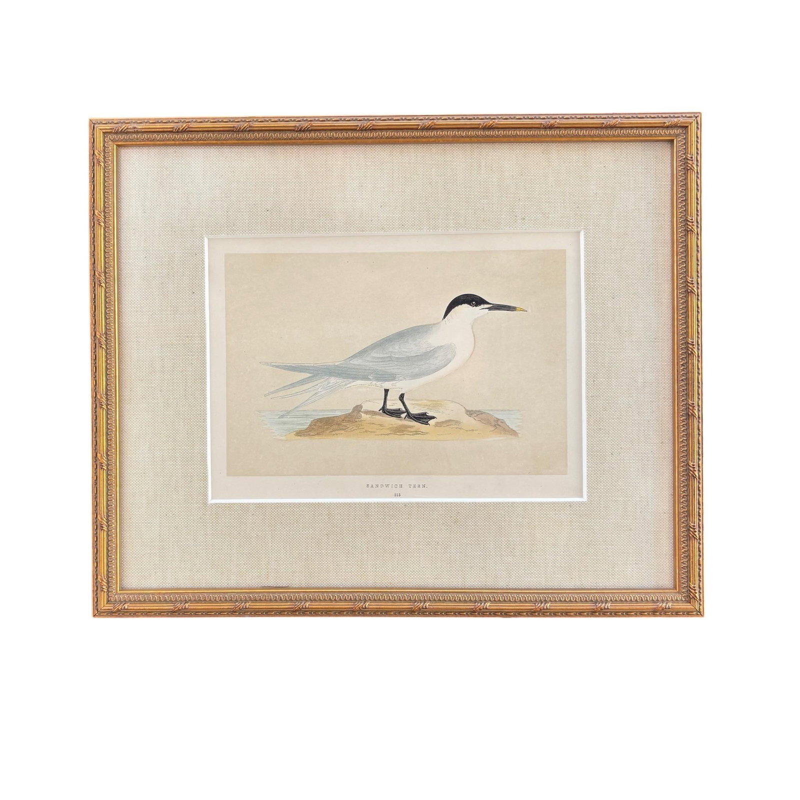 Antique Lydon Morris Hand Colored Seabird Ornithological Prints Framed Set of 3 Circa 1880 - 3