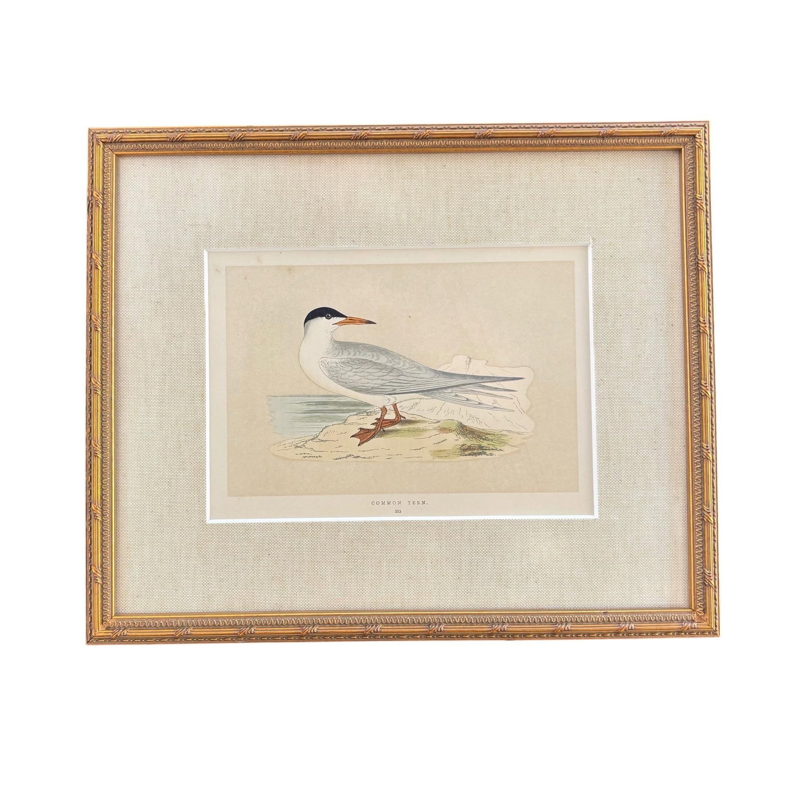 Antique Lydon Morris Hand Colored Seabird Ornithological Prints Framed Set of 3 Circa 1880 - 4