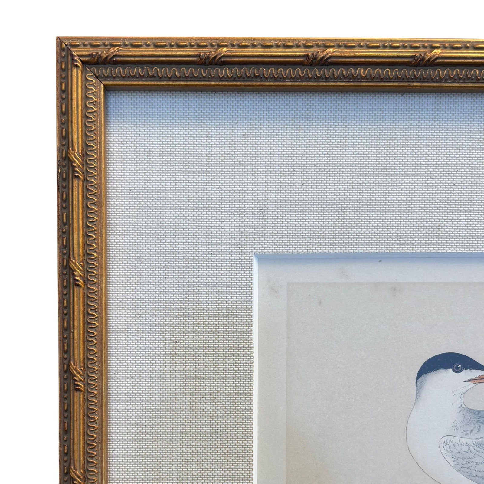 Antique Lydon Morris Hand Colored Seabird Ornithological Prints Framed Set of 3 Circa 1880 - 8
