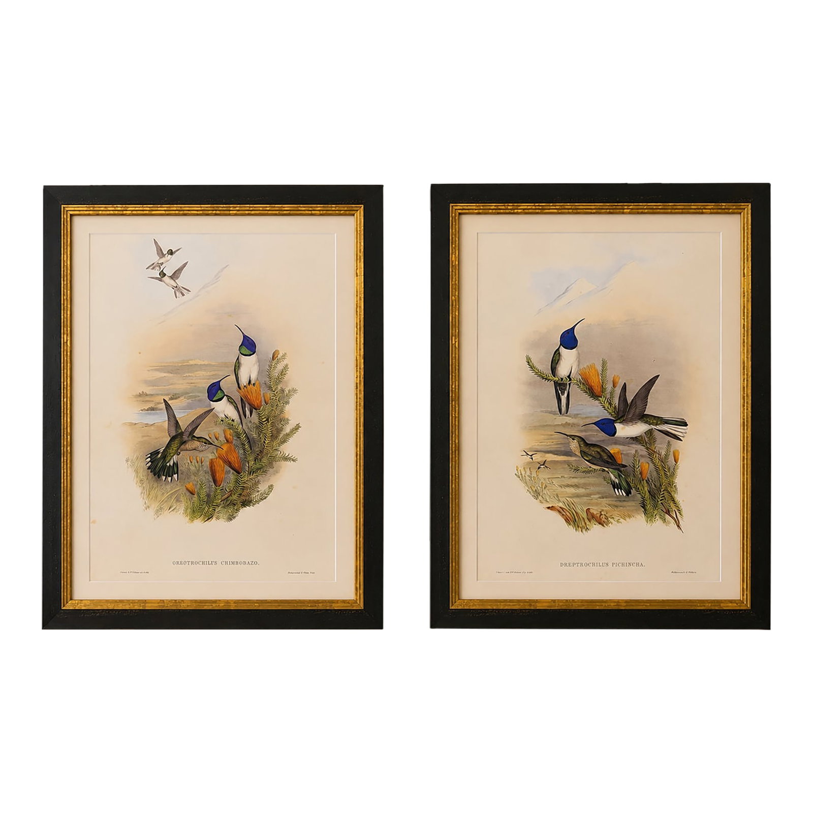1990s John Gould Framed Print Hill House Edition Framed Pair of Hummingbirds, Plate 69 & 69: This is a special-edition facsimile of the Chimborazian Hill-Star (Oreotrochilus Chimborazo) Plate 68, and the Pichinchian Hill-Star (Oreotrochilus Pichincha) Plate 69 from Volume II of A Monograph