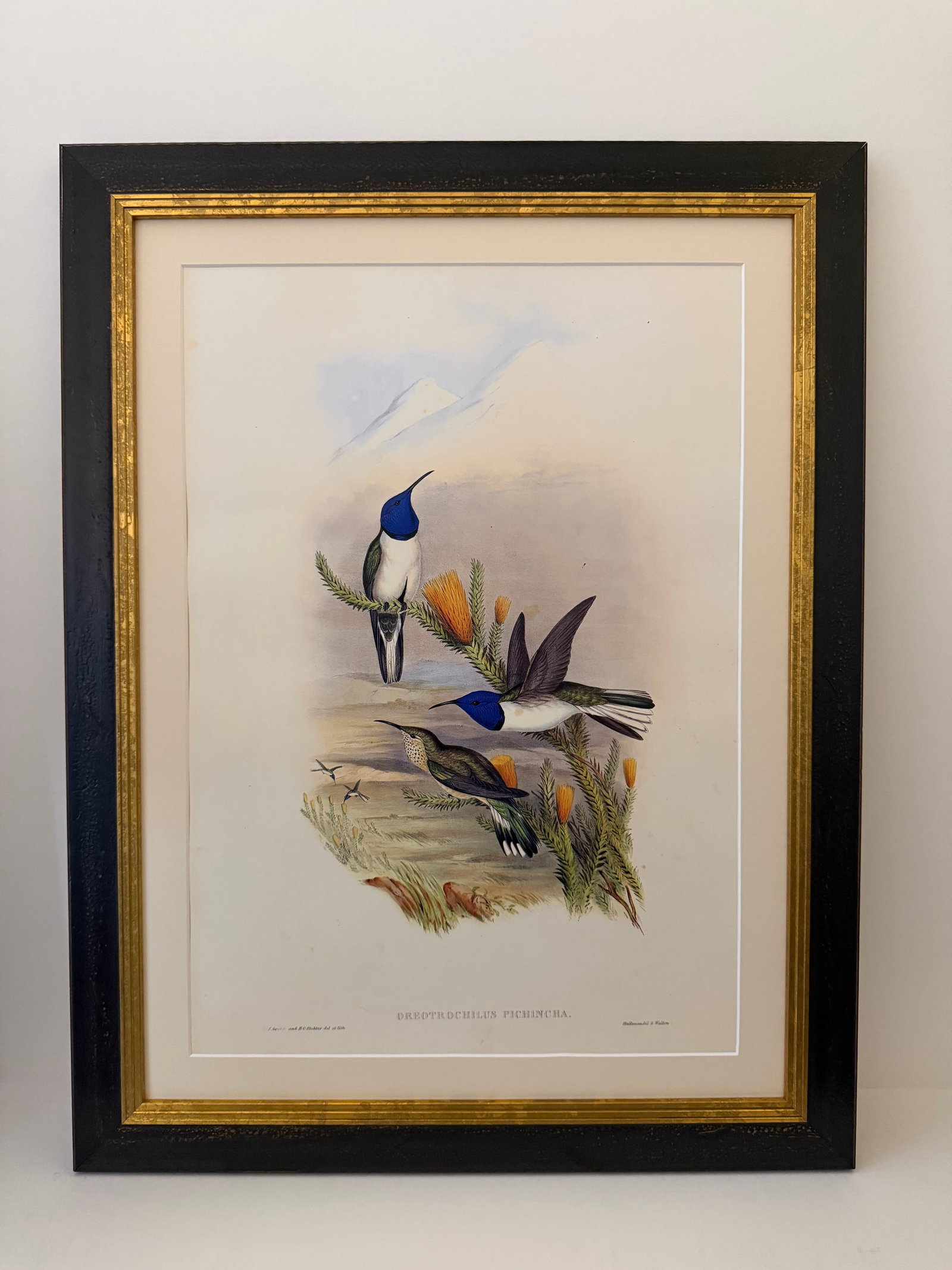 1990s John Gould Framed Print Hill House Edition Framed Pair of Hummingbirds, Plate 69 & 69 - 2