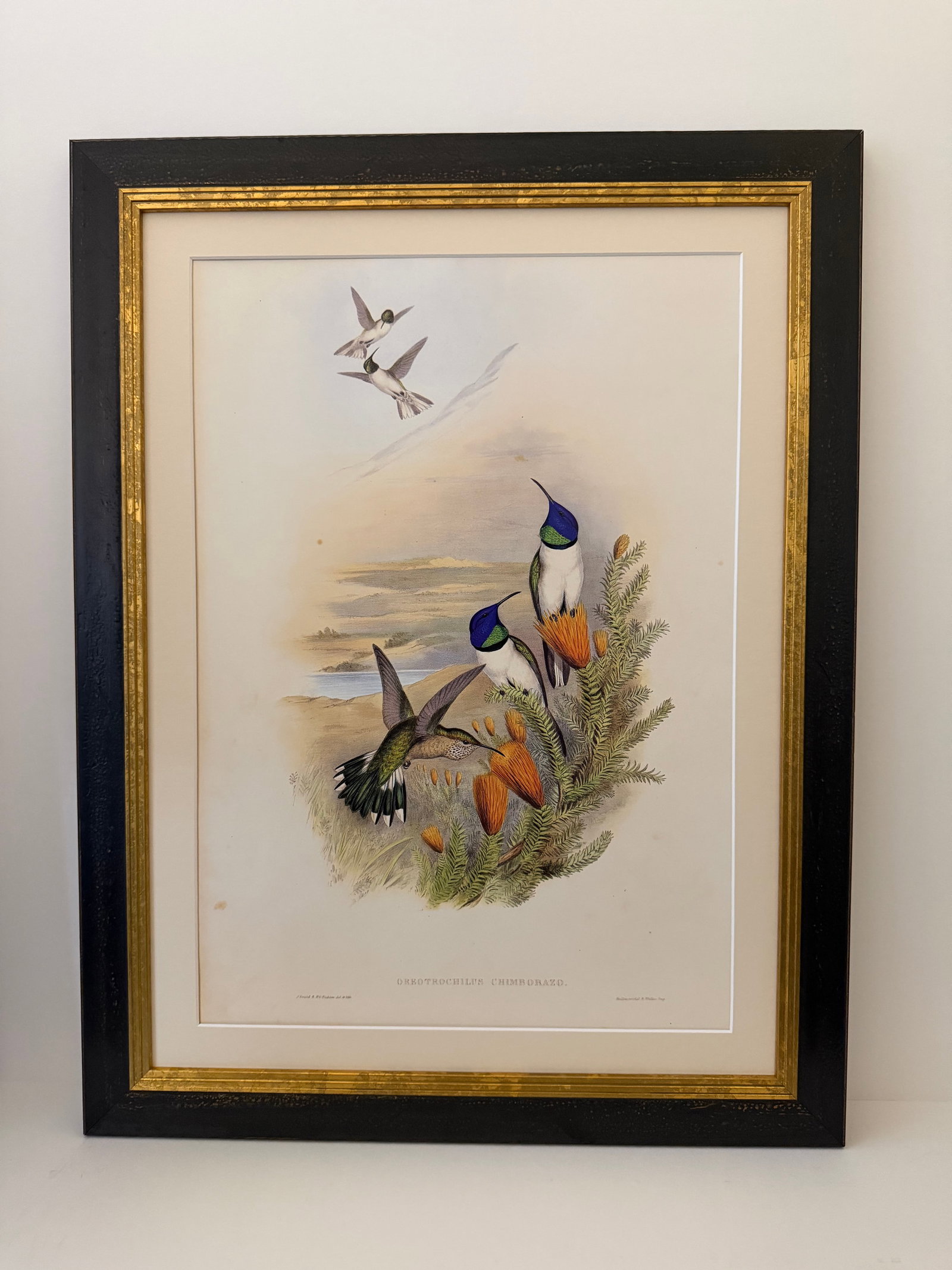 1990s John Gould Framed Print Hill House Edition Framed Pair of Hummingbirds, Plate 69 & 69 - 3