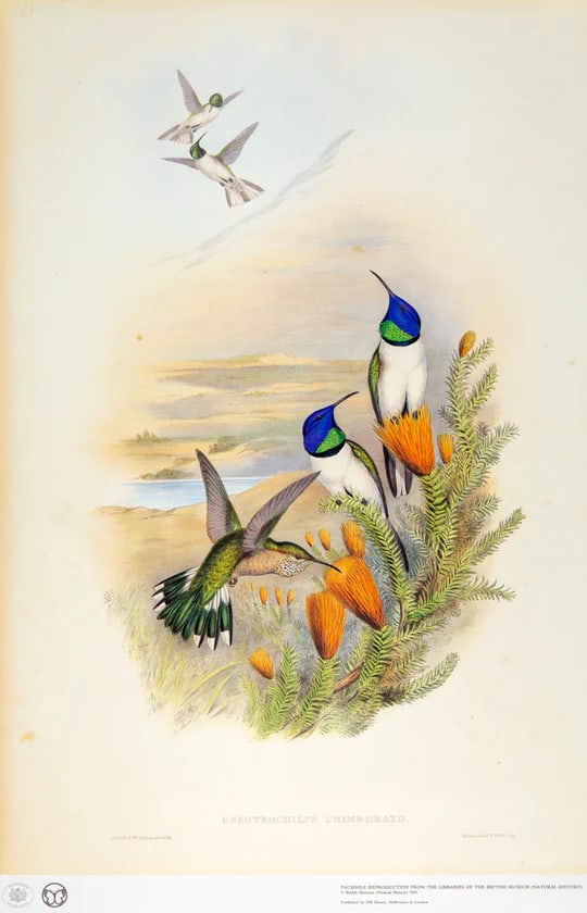 1990s John Gould Framed Print Hill House Edition Framed Pair of Hummingbirds, Plate 69 & 69 - 4