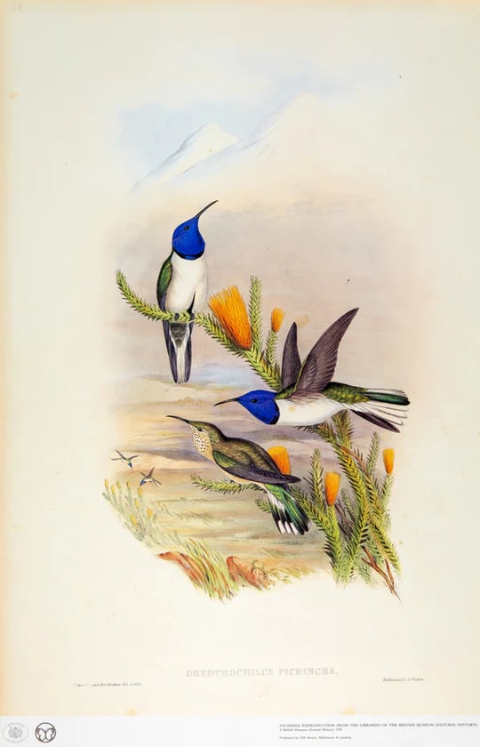1990s John Gould Framed Print Hill House Edition Framed Pair of Hummingbirds, Plate 69 & 69 - 5