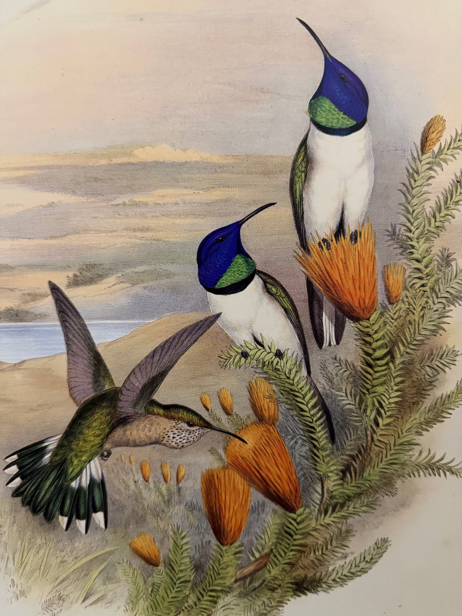 1990s John Gould Framed Print Hill House Edition Framed Pair of Hummingbirds, Plate 69 & 69 - 7