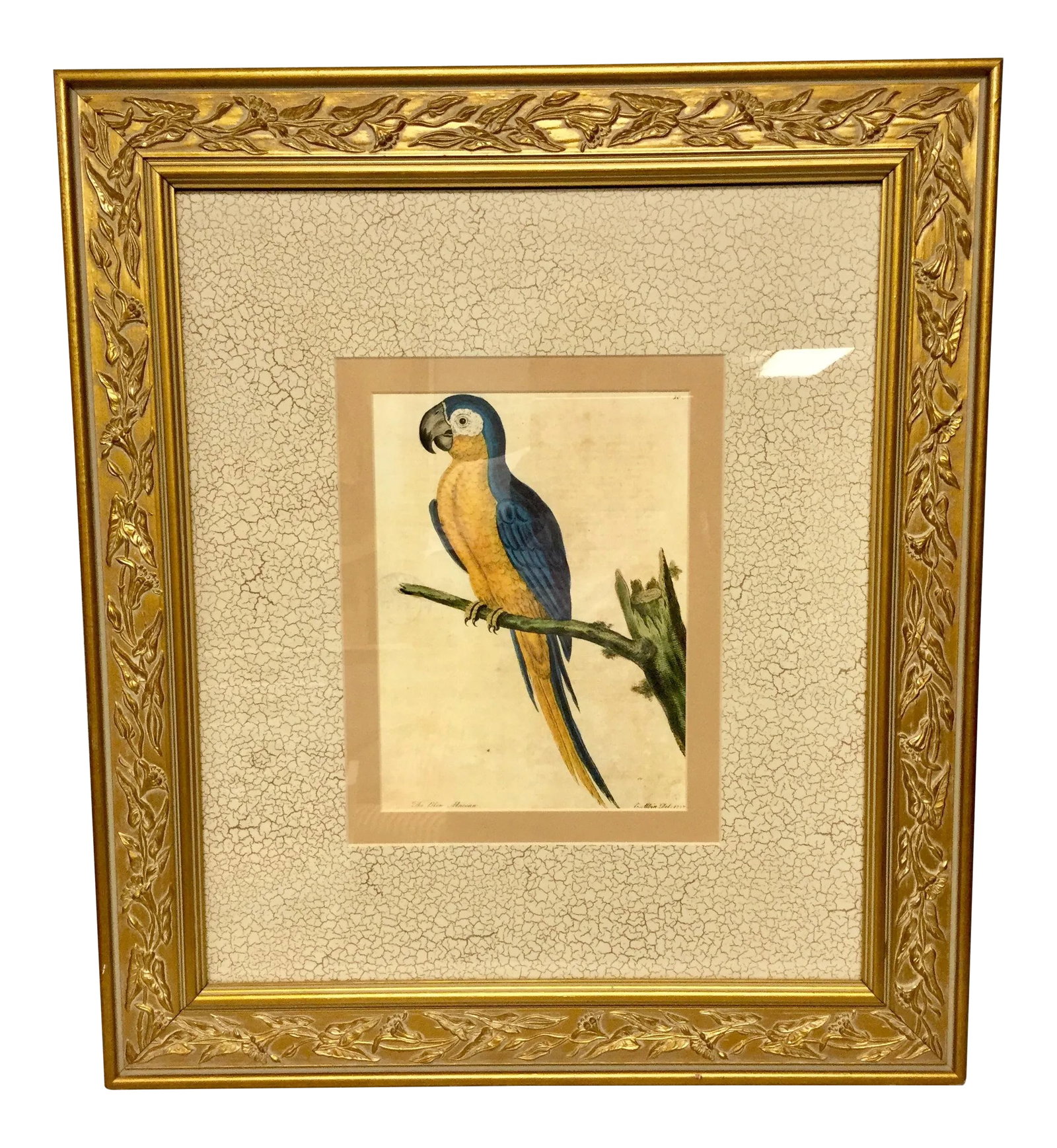Vintage Framed Blue Macaw Lithograph Print: This is a beautifully framed lithograph from the mid 20th century. The piece depicts a blue macaw, styled after Eleazar Albin. Bright crisp colors. Condition: Alterations: Original Condition