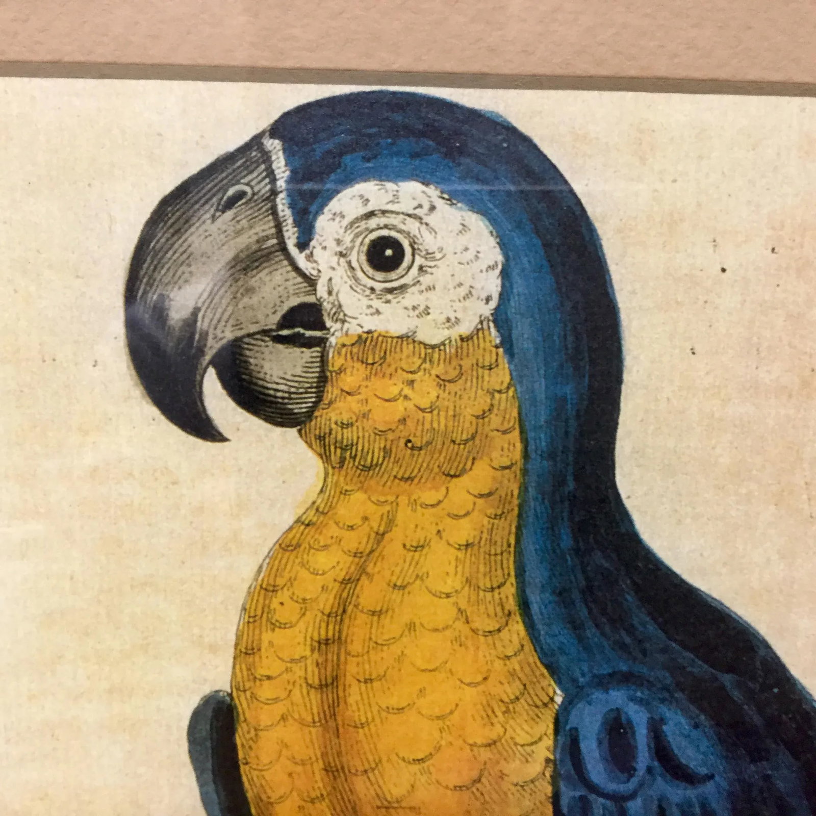 Vintage Framed Blue Macaw Lithograph Print - 2