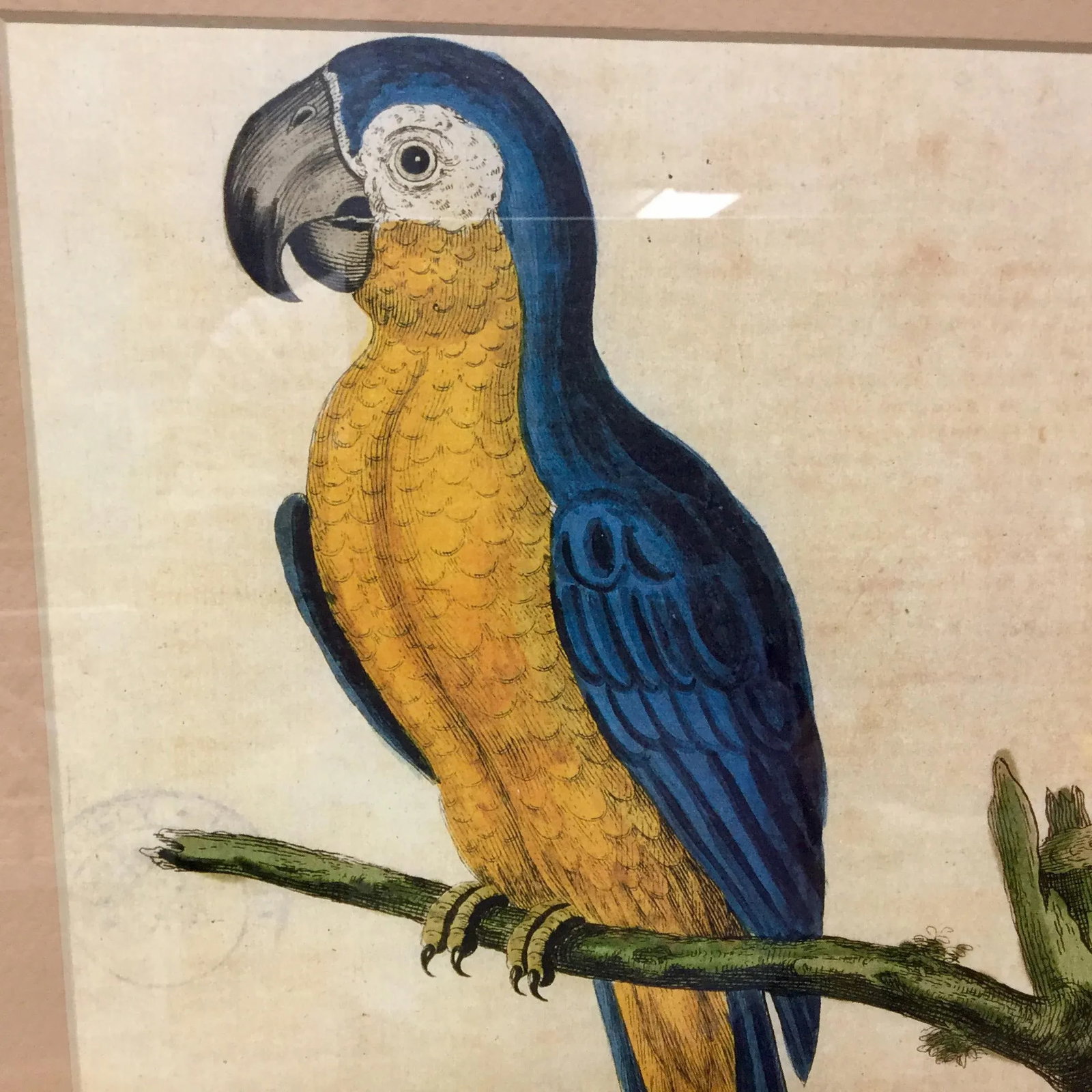 Vintage Framed Blue Macaw Lithograph Print - 5
