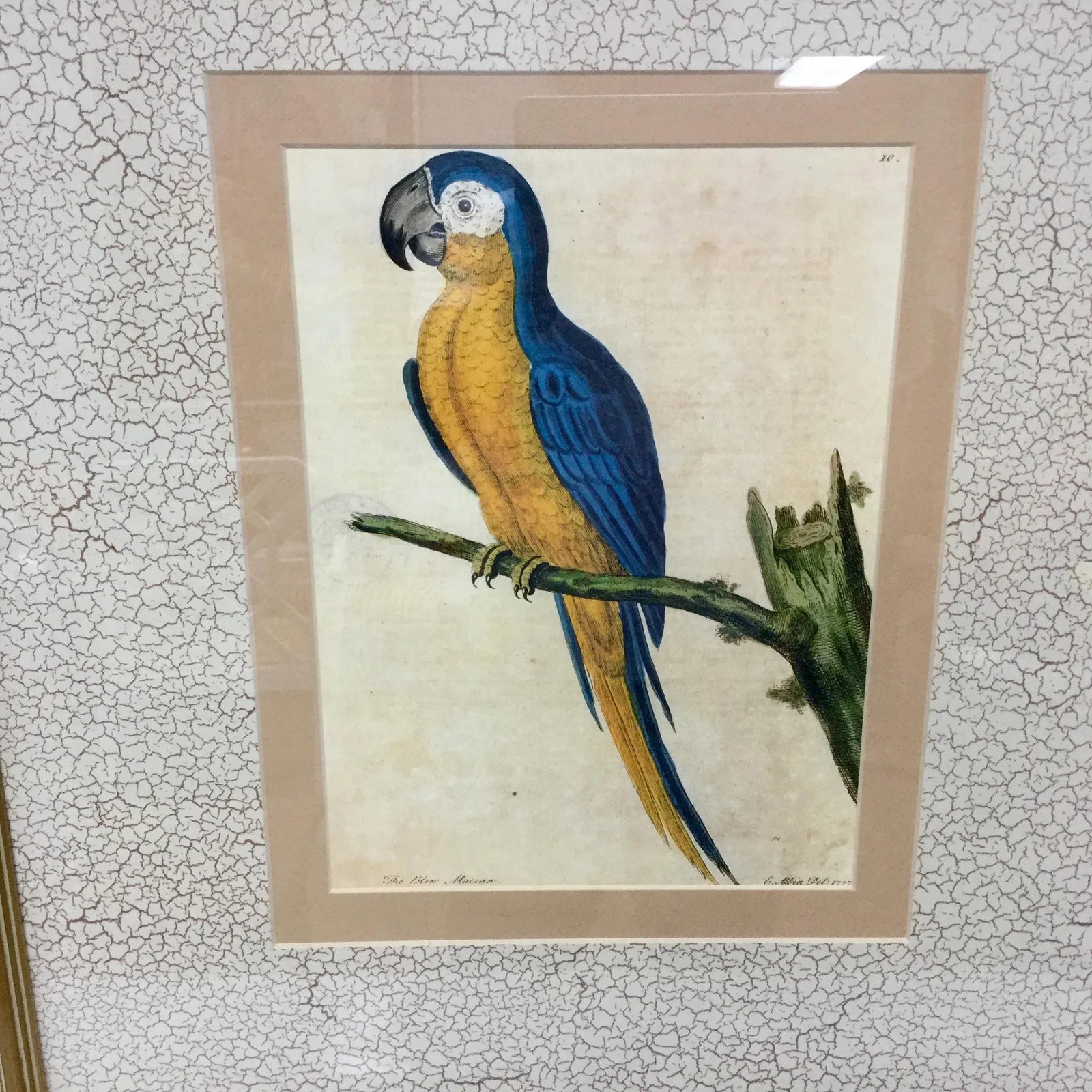 Vintage Framed Blue Macaw Lithograph Print - 6