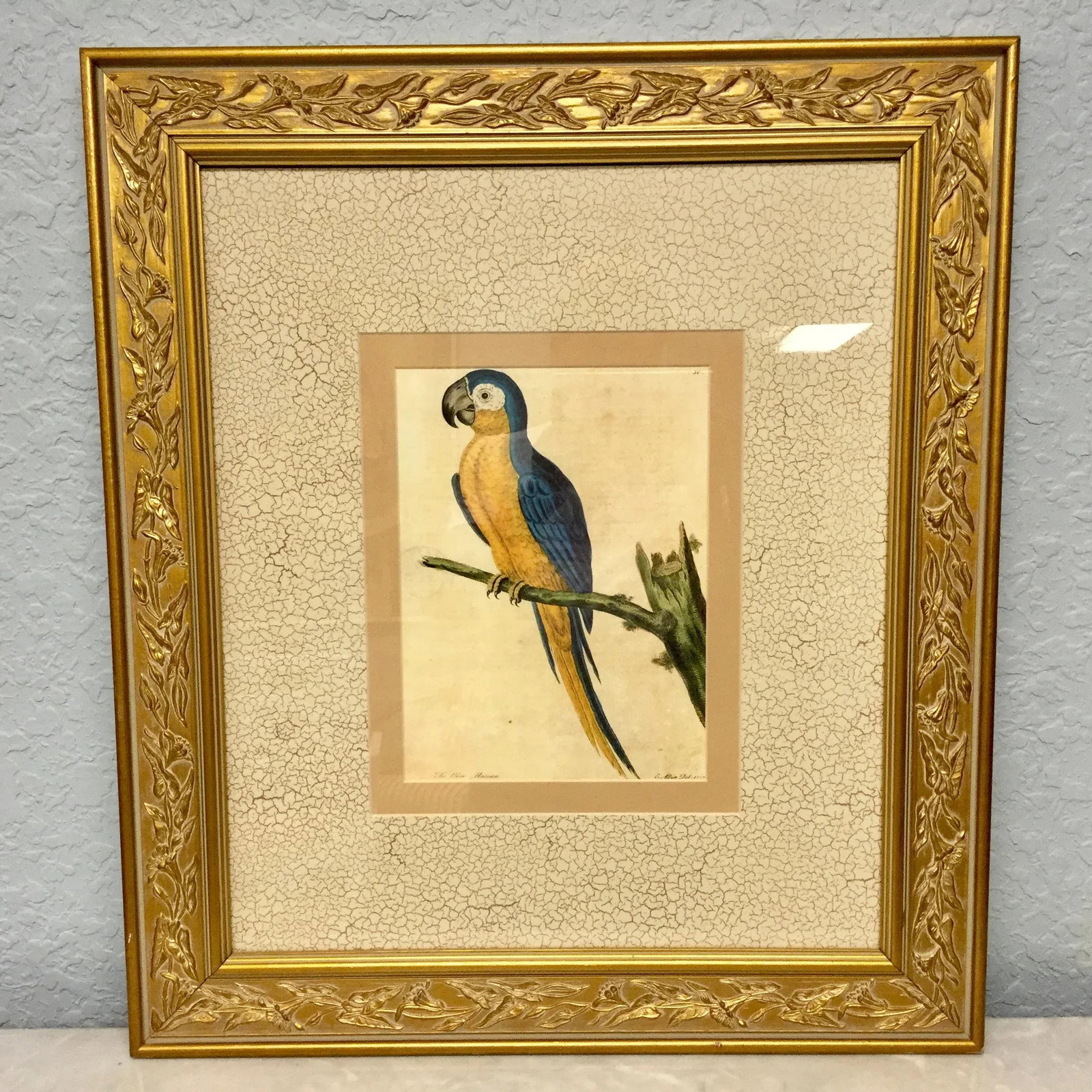 Vintage Framed Blue Macaw Lithograph Print - 9