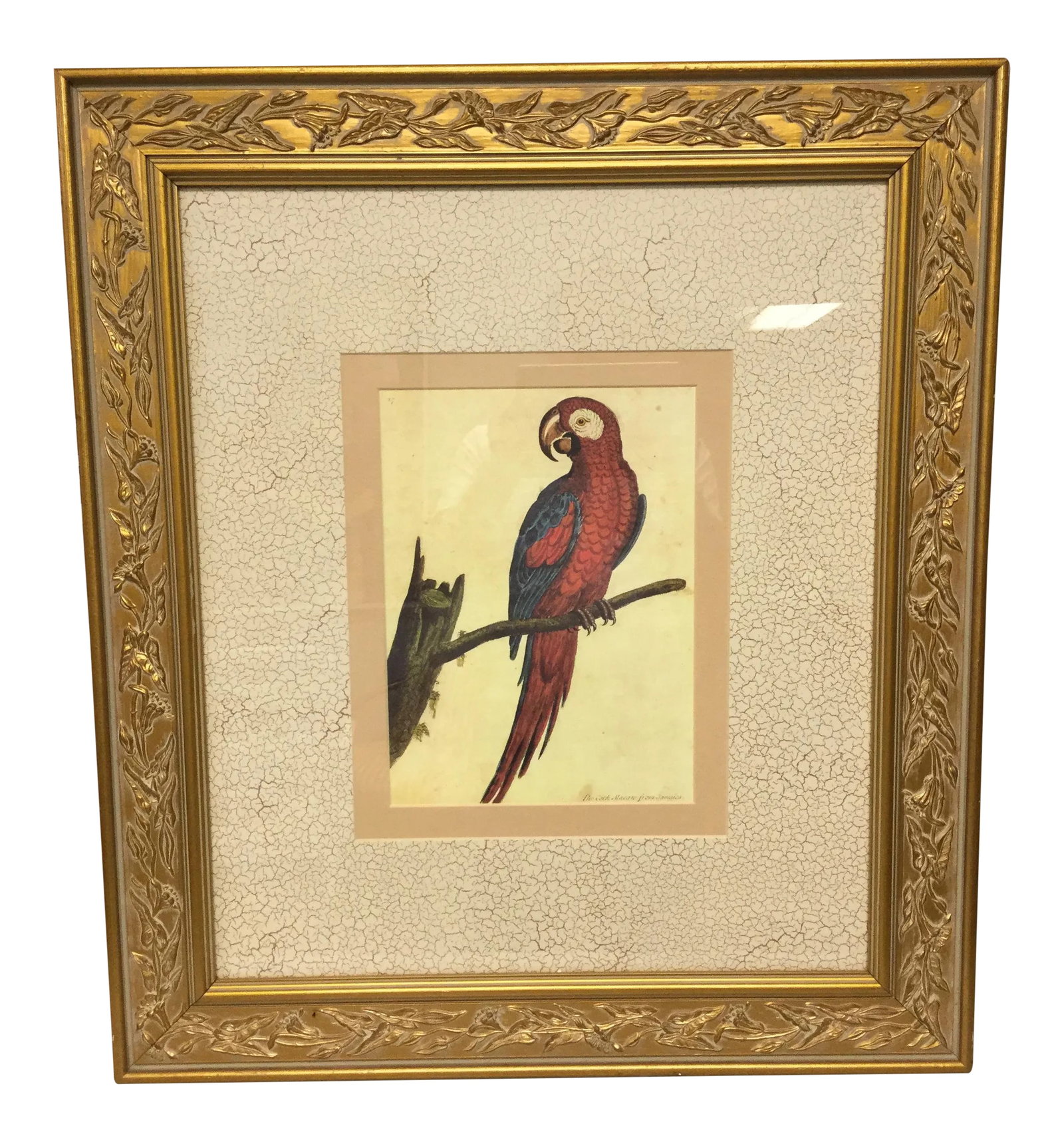 Vintage Framed Jamaican Macaw Lithograph Print: This is a beautifully framed lithograph depicting a Jamaican macaw. The piece is styled after Eleazar Albin. Bright crisp colors. Condition: Alterations: Original Condition Unaltered Imperfections: