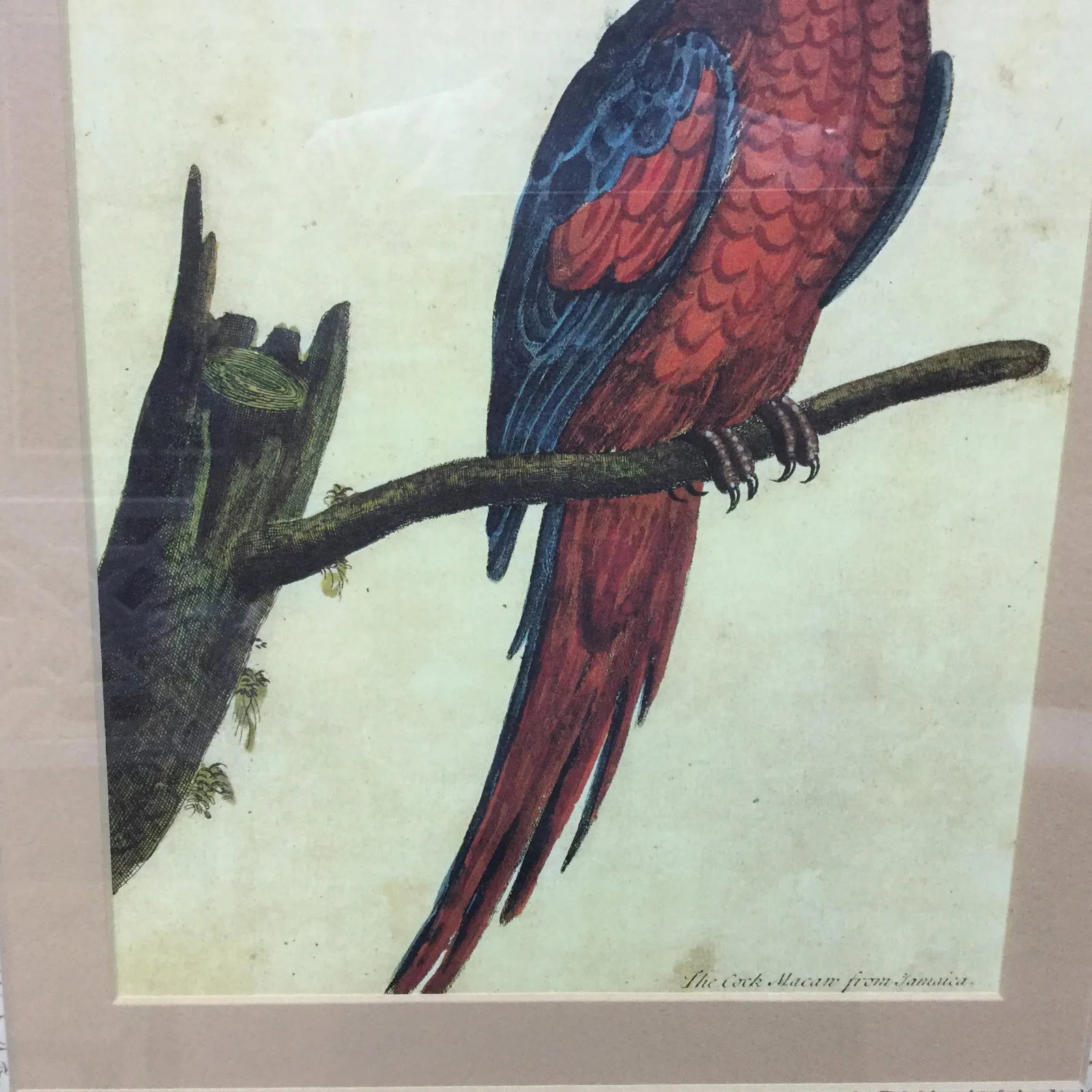 Vintage Framed Jamaican Macaw Lithograph Print - 4