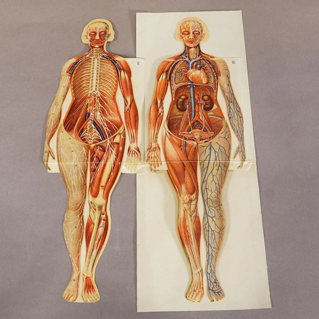 Antique Foldable Anatomical Brochure Depicting Female Anatomy - 2