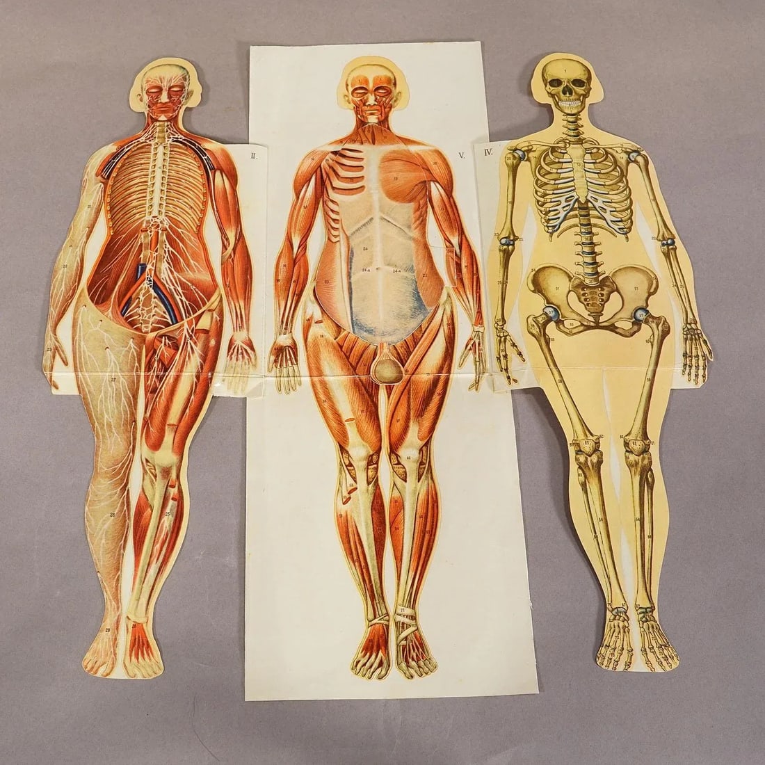 Antique Foldable Anatomical Brochure Depicting Female Anatomy - 3